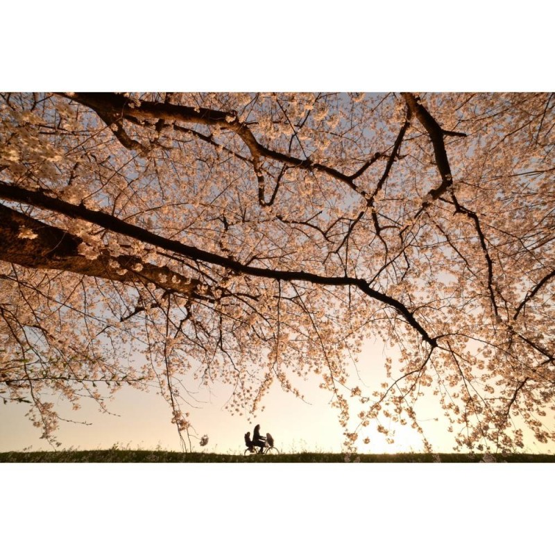 MARBURG | Blossom Floral Tree